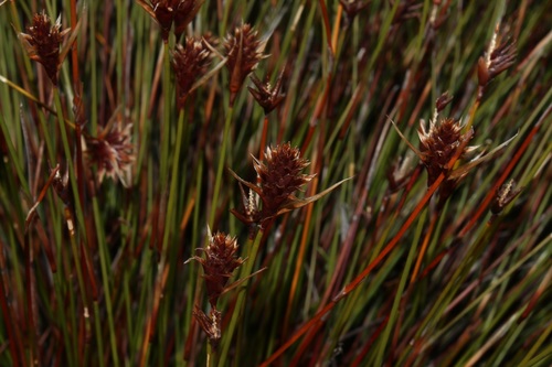 Dark Tasslereed (Staberoha remota)
