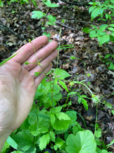Geum vernum