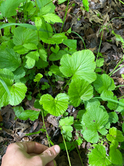 Geum vernum, photograph (c) Sam Turner, some rights reserved (CC BY)