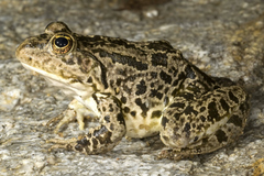 Pelophylax bedriagae