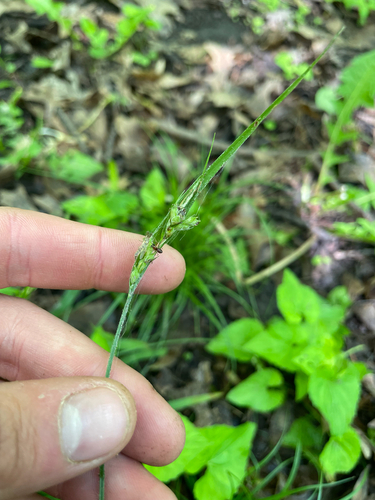 Carex hirtifolia, photograph 6