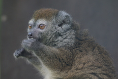 Gray Bamboo Lemur photo 4