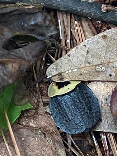 American Carrion Beetle