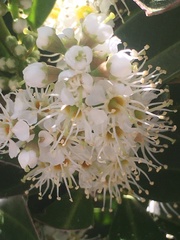 Angiospermae