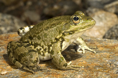 Pelophylax bedriagae
