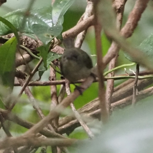 Olive Sunbird