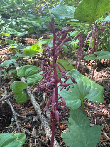 Pacific coralroot