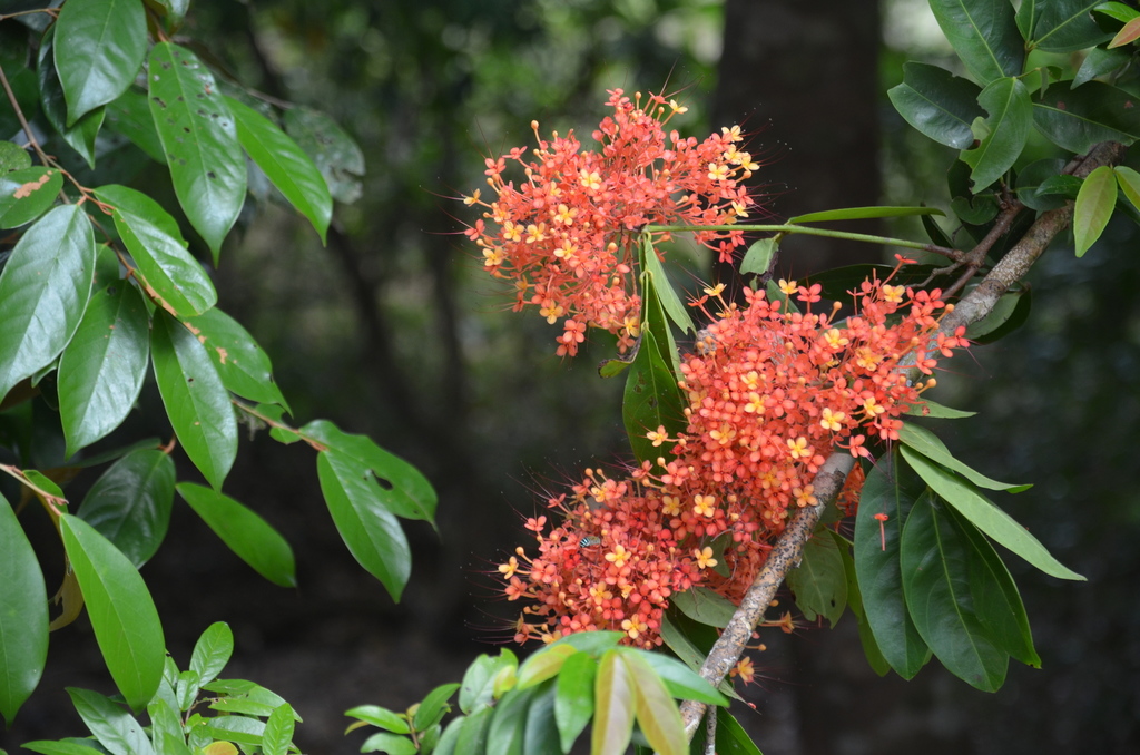thô (Saraca declinata)
