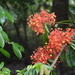 Red Saraca - Photo (c) berkovec, some rights reserved (CC BY-NC)