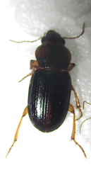 Boeomimetes confusus