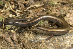 Ablepharus kitaibelii