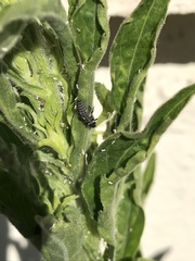 Hippodamia variegata