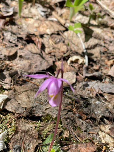 Fairy-slipper