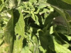 Hippodamia variegata