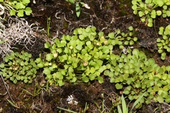 Crassula dentata