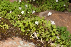Crassula dentata