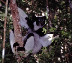 Indri photo 3
