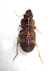 Boeomimetes confusus