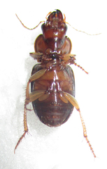 Boeomimetes confusus