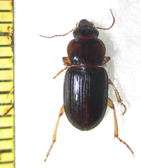 Boeomimetes confusus