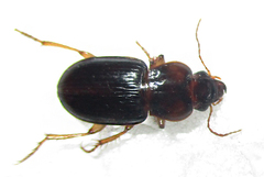 Boeomimetes confusus