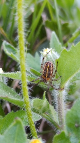 Alpaida veniliae