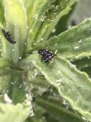 Hippodamia variegata