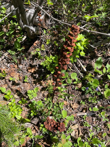 woodland pinedrops