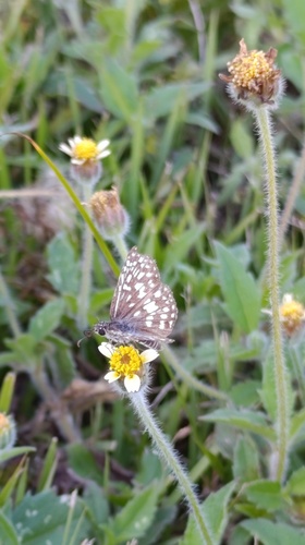 Orcus Checkered-Skipper
