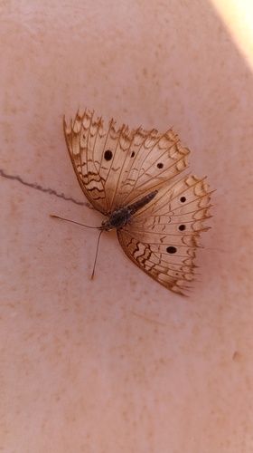 White Peacock