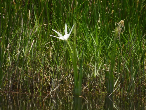Hymenocallis palmeri, photograph 6