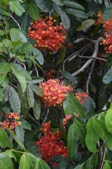 Saraca declinata