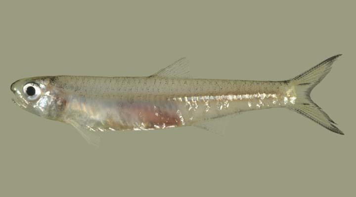 Guyana Anchovy