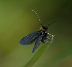 Cauchas rufifrontella