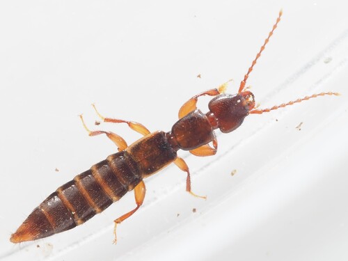 Achenium humile