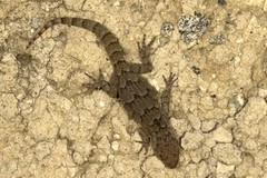 Mediodactylus orientalis
