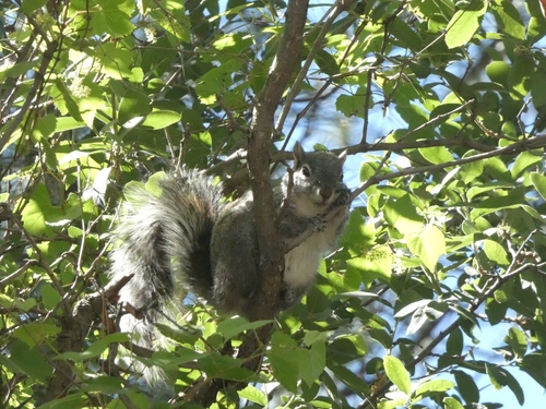 Arizona Gray Squirrel observed by marvindobkinttt