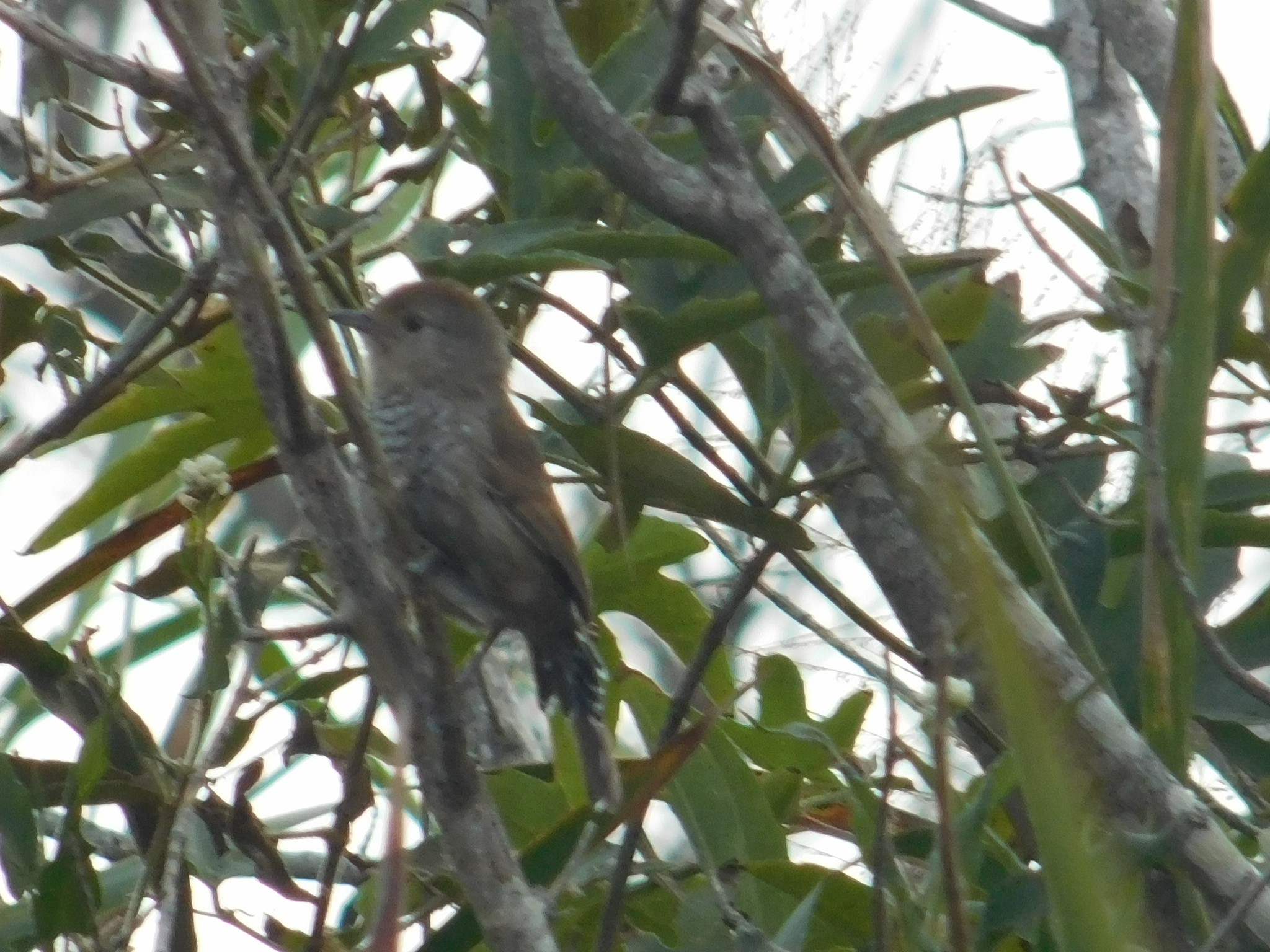 Rufous-capped Antshrike (Thamnophilus ruficapillus), photo 10
