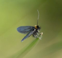 Cauchas rufifrontella