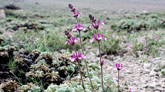 Stachys philippiana
