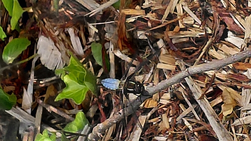 Broad-bodied Chaser