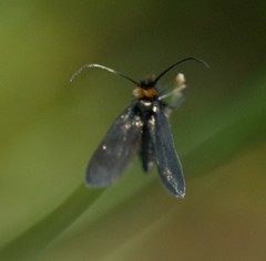 Cauchas rufifrontella