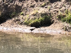 Apalone spinifera emoryi