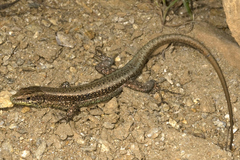 Anatololacerta anatolica