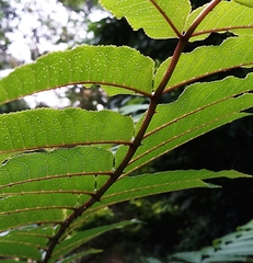 Zanthoxylum ailanthoides ailanthoides