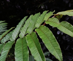 Zanthoxylum ailanthoides ailanthoides