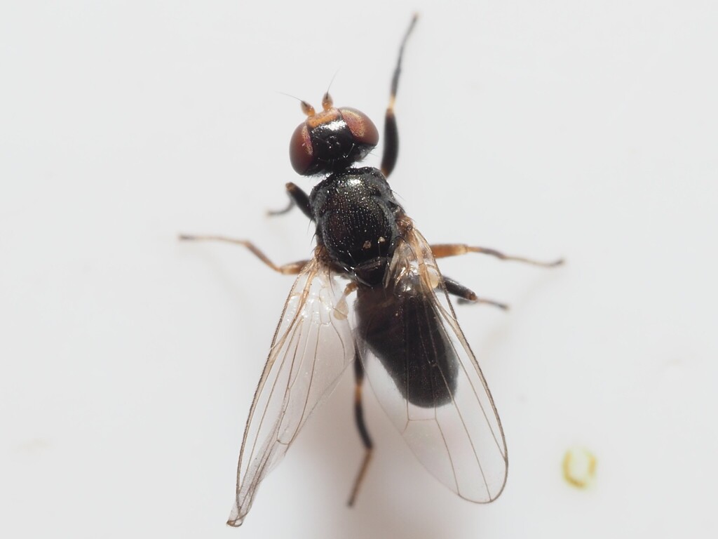 Liopiophila varipes