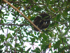 Corallus ruschenbergerii