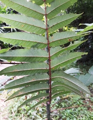 Zanthoxylum ailanthoides ailanthoides