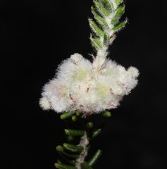 Phylica comptonii